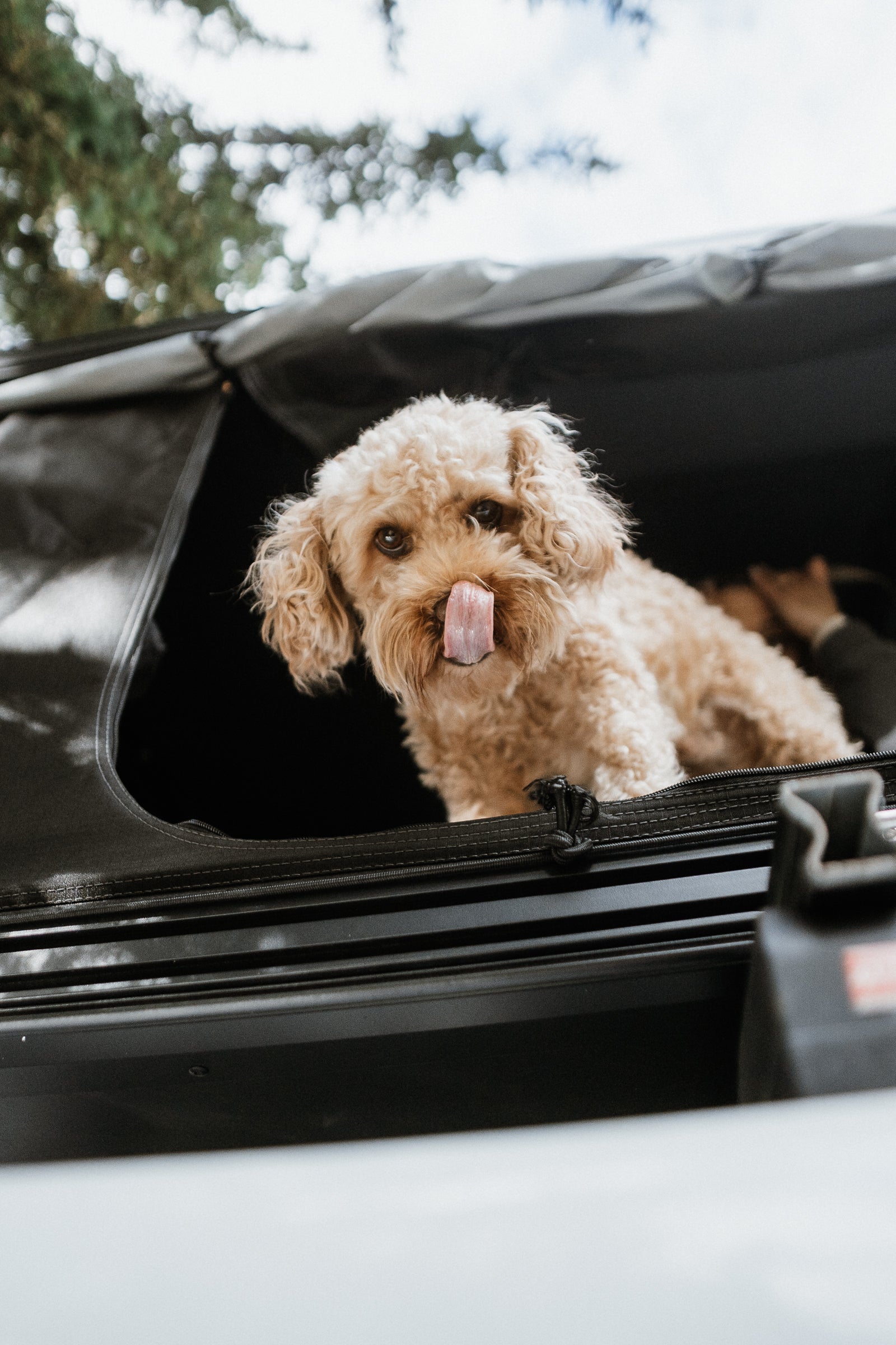 Dachzelt mit Hund: So gelingt der Roadtrip zu zweit